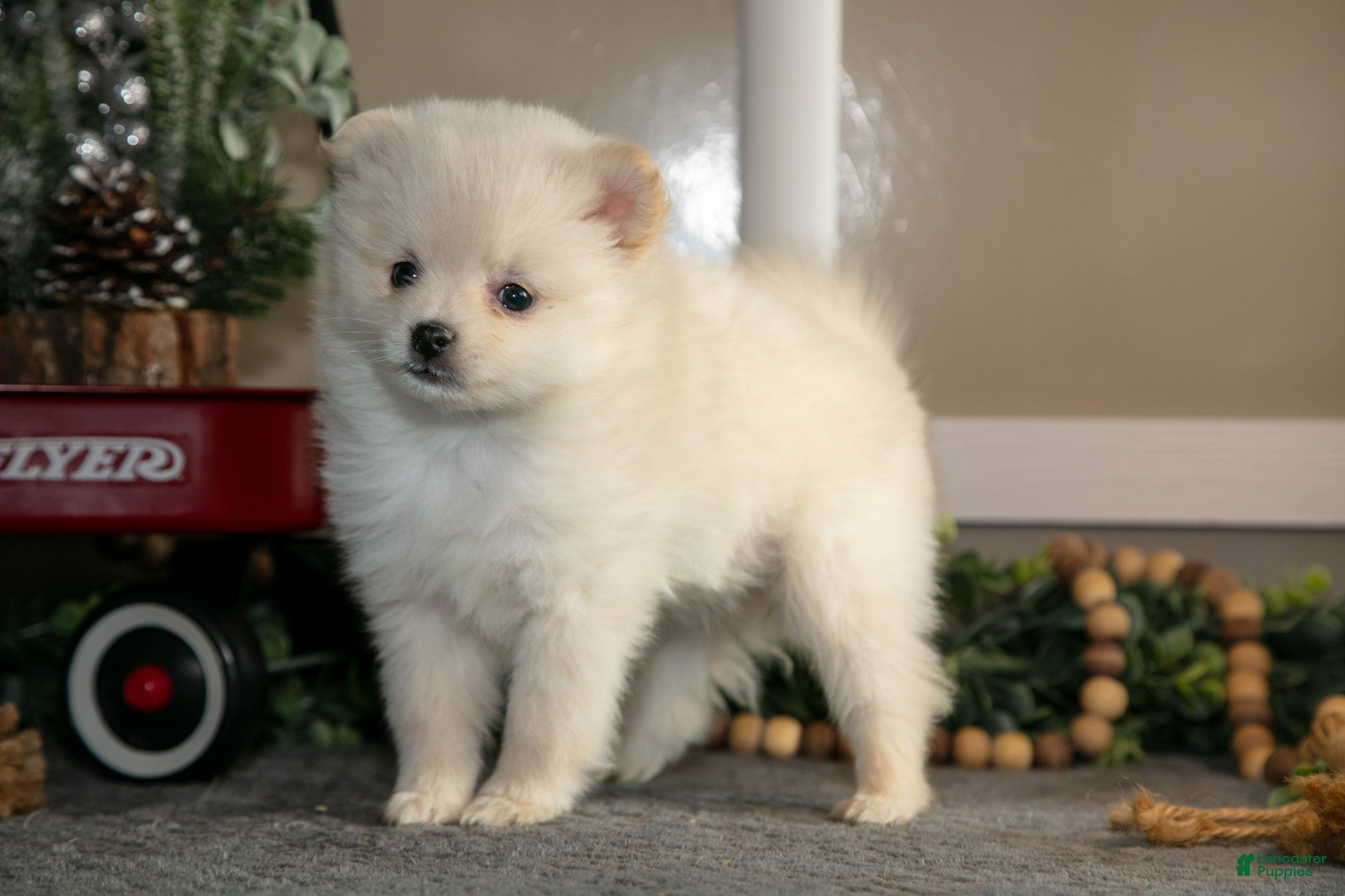 Pomeranian dogs Snowflake - Ad 4