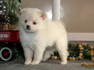 Pomeranian dogs Snowflake - Ad 27