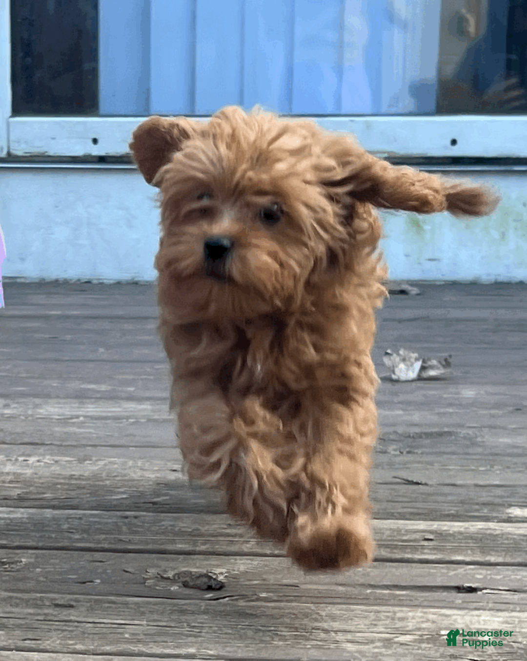 Cavapoo dogs for sale: Cavapoo Puppy 1 - Ad 2