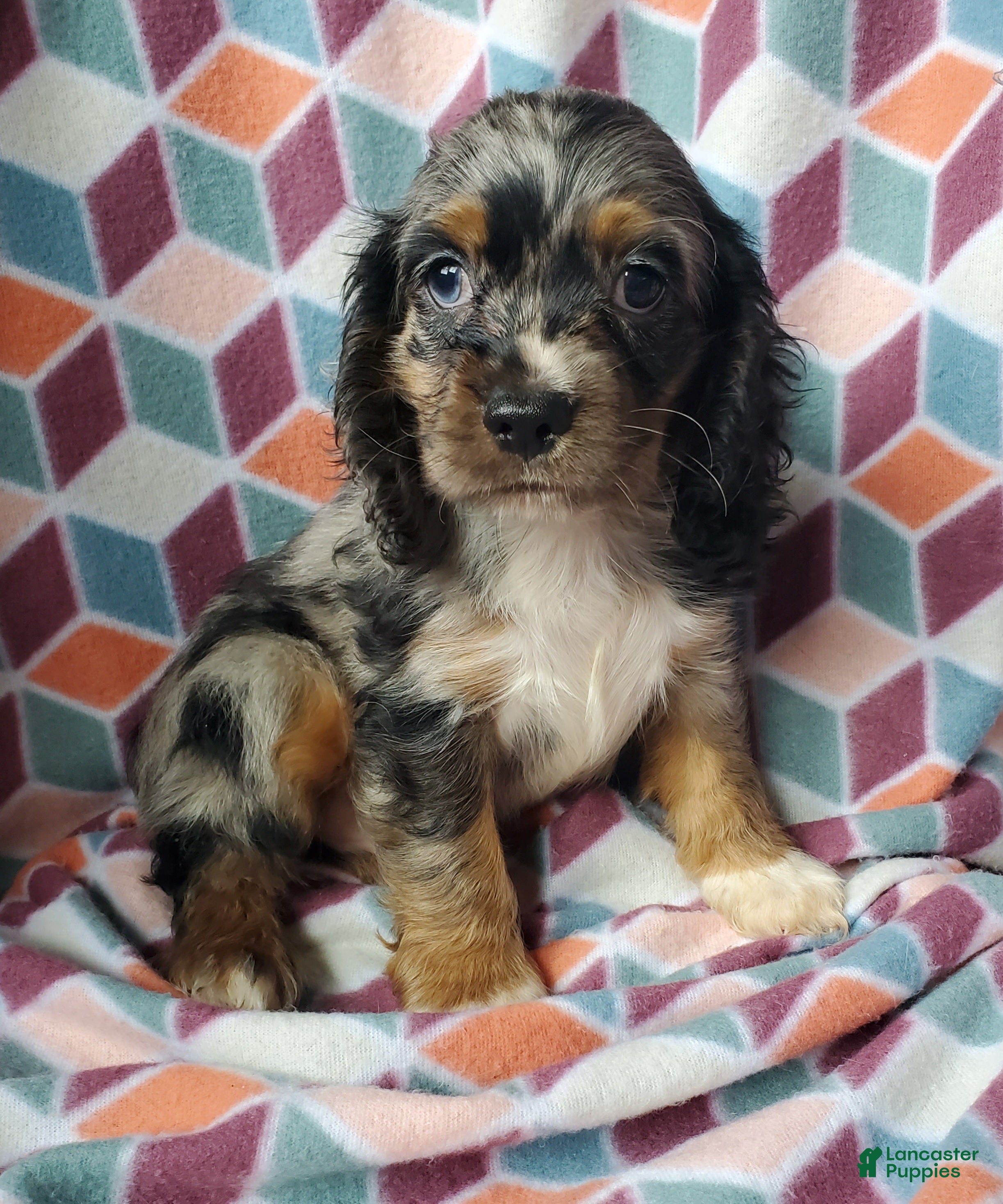 Cocker Spaniel dogs Silas - Ad 2