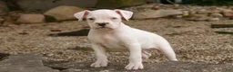 Boxer dogs for sale: Gianna - Ad 5
