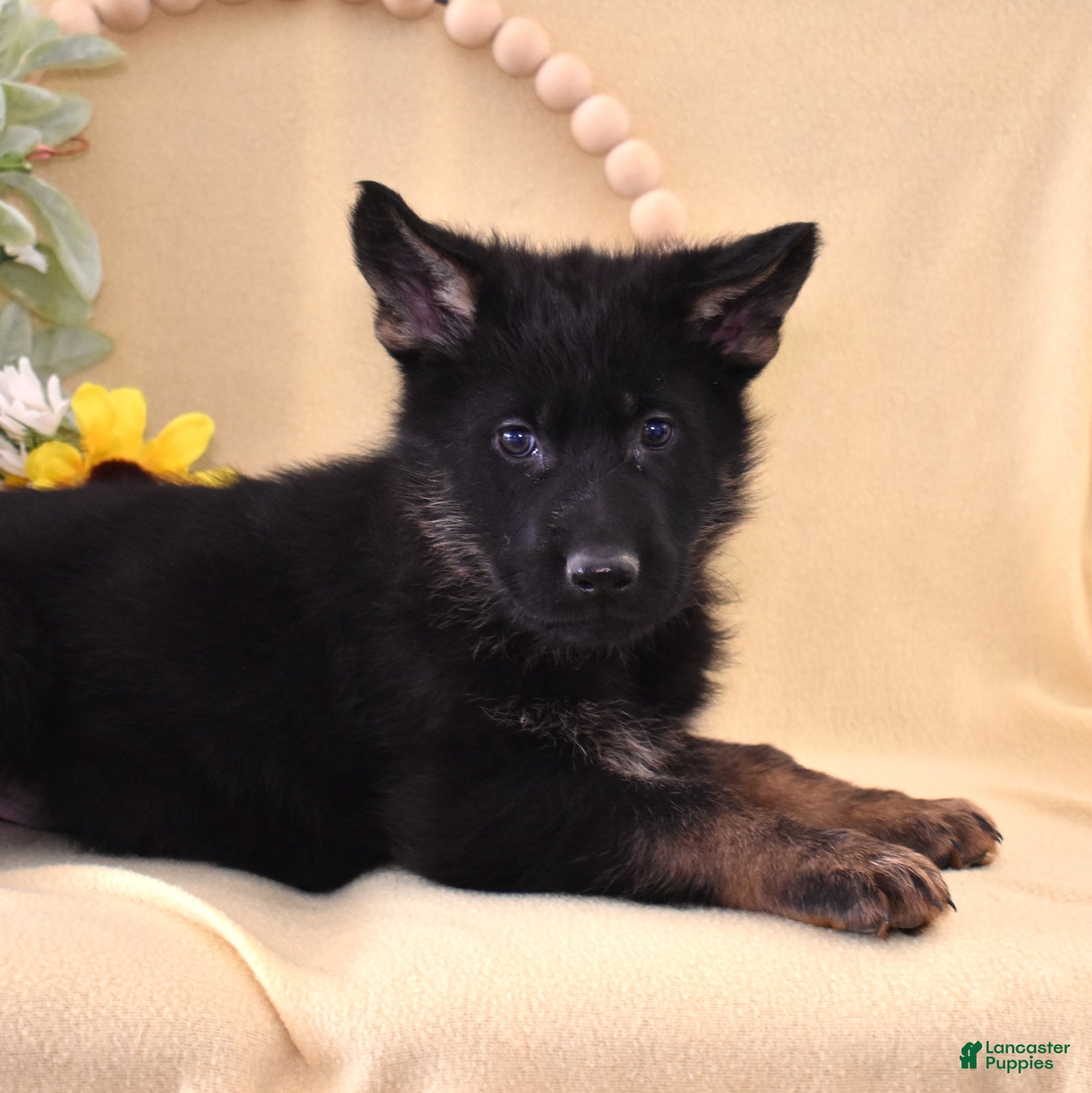 German Shepherd dogs Sage - Ad 2