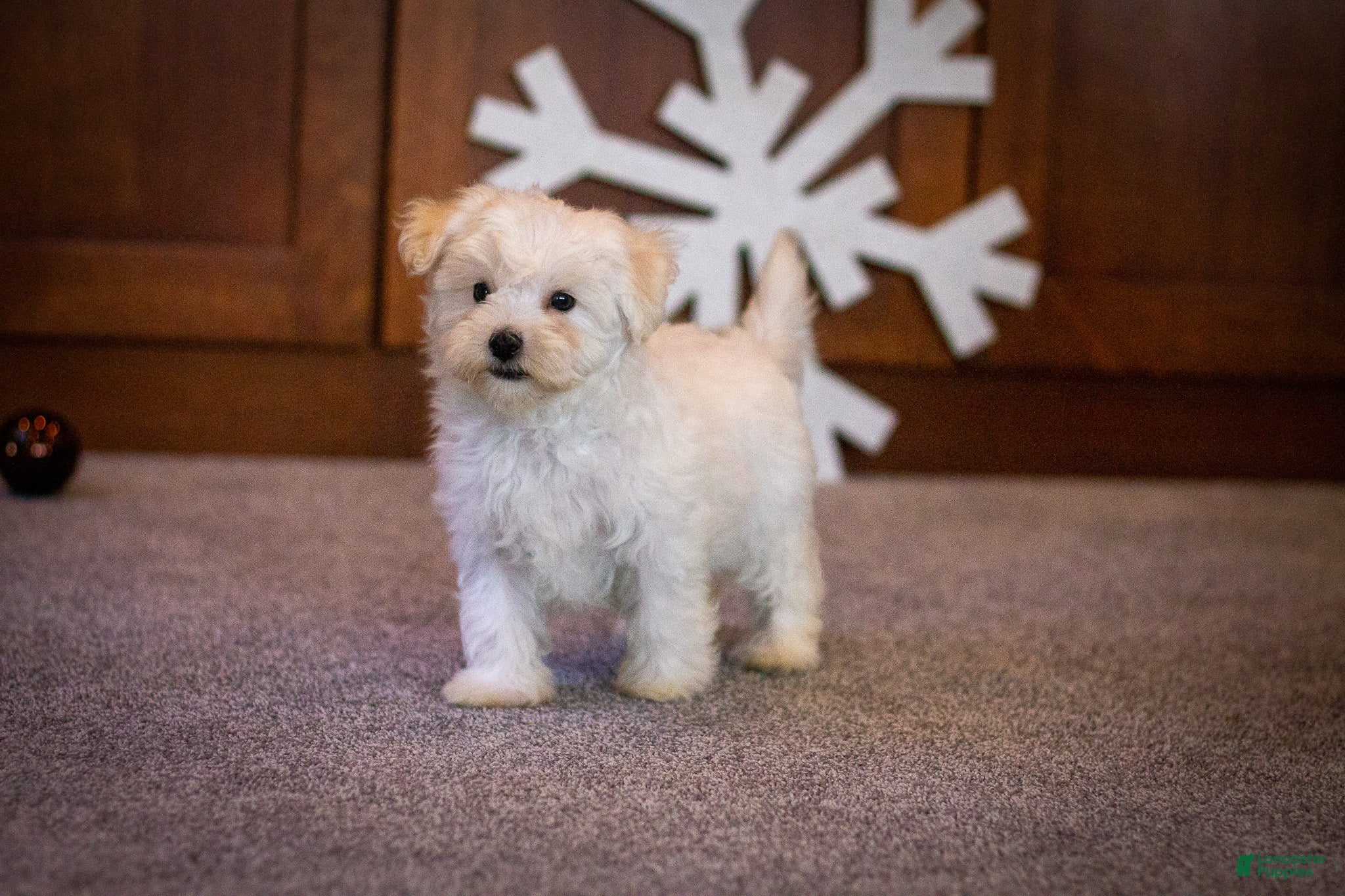 Maltipoo dogs Casper - Ad 3