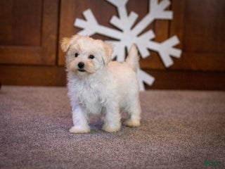 Maltipoo dogs Casper - Ad 25