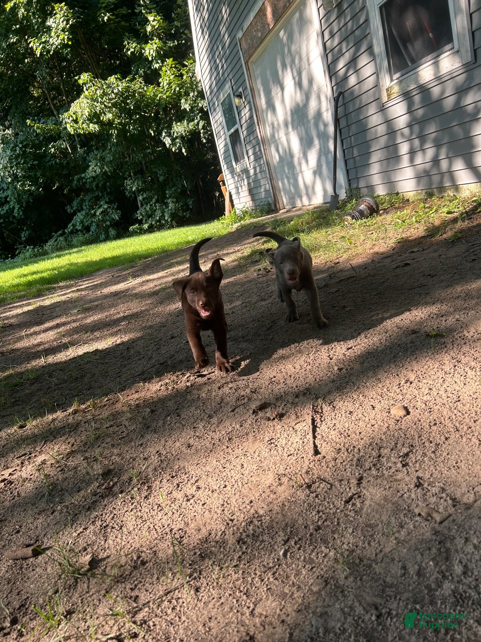 Labrador Retriever dogs for sale: Labrador Retriever 1 - Ad 1