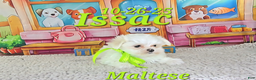 Maltese dogs for sale: Issac - Ad 3