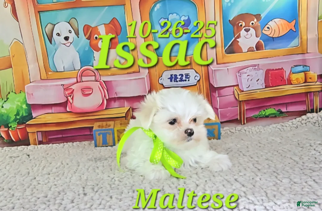 Maltese dogs for sale: Issac - Ad 3