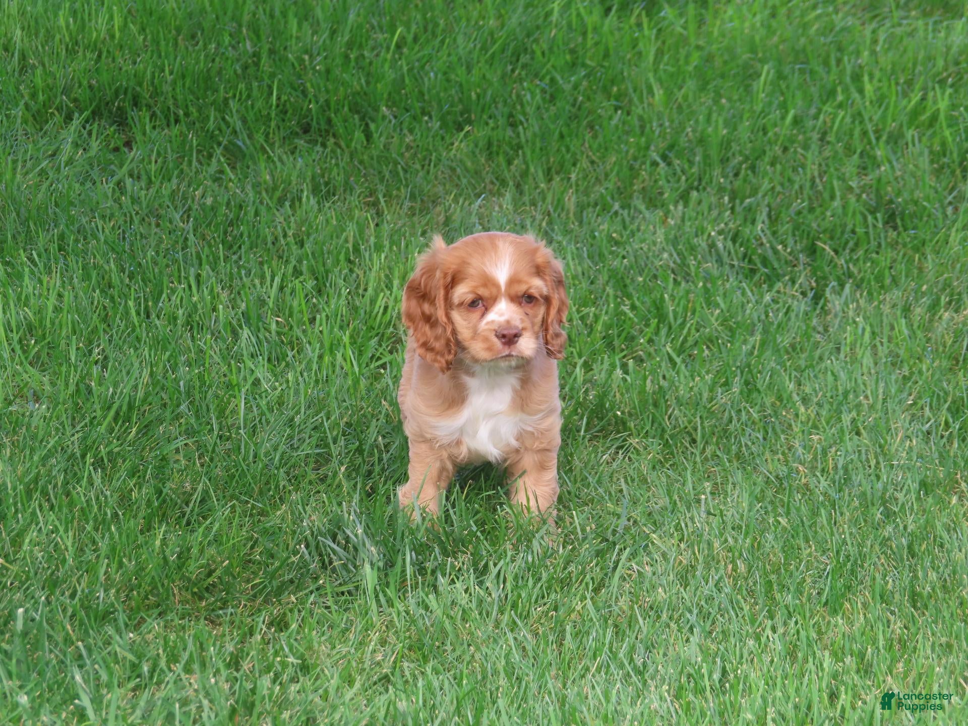Cocker Spaniel dogs Mocha - Ad 1