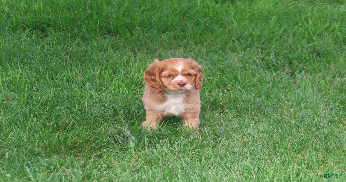 Cocker Spaniel Puppies for sale in Cattaraugus, New York | Lancaster ...