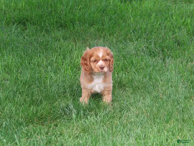 Cocker Spaniel dogs Mocha - Ad 1
