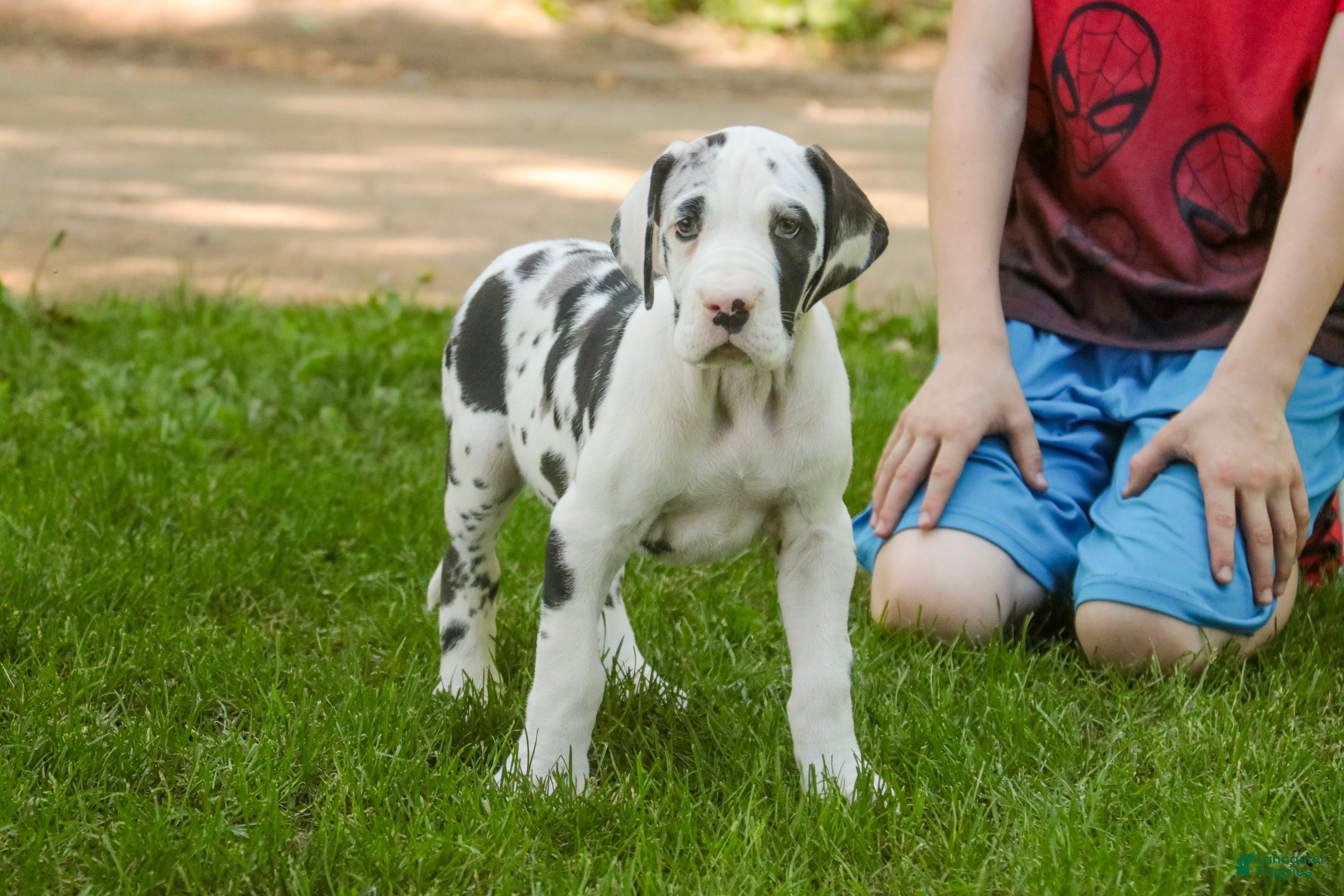 Great Dane dogs Joy - Ad 2