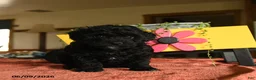 Miniature Poodle dogs for sale: Carol - Ad 1