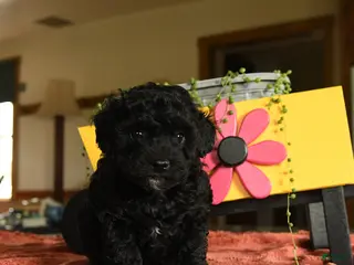 Miniature Poodle dogs for sale: Carol - Ad 1