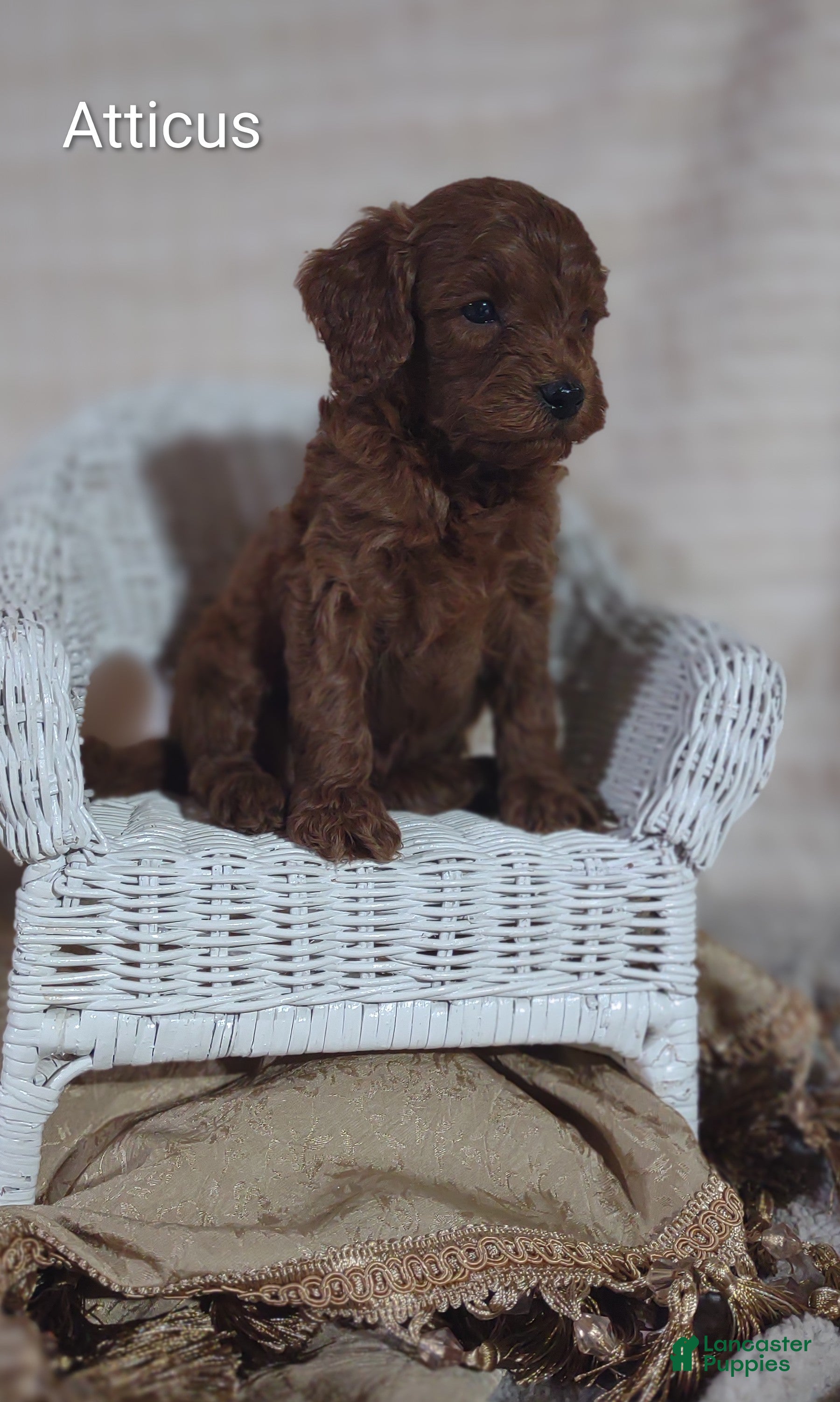Cavapoo dogs Cavapoo F1b 4 Atticus  - Ad 1