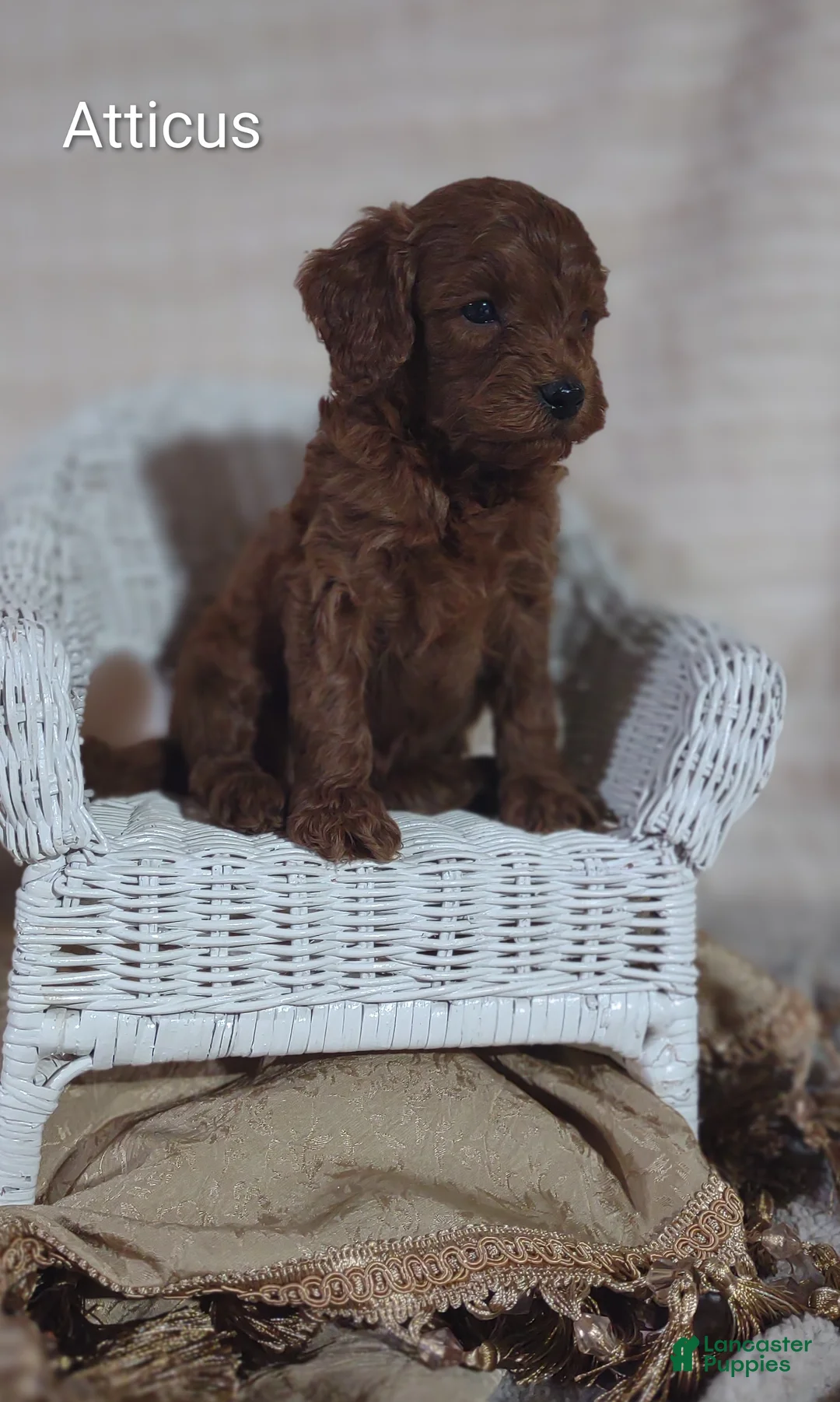 Cavapoo dogs for sale: Cavapoo F1b 4 Atticus  - Ad 1