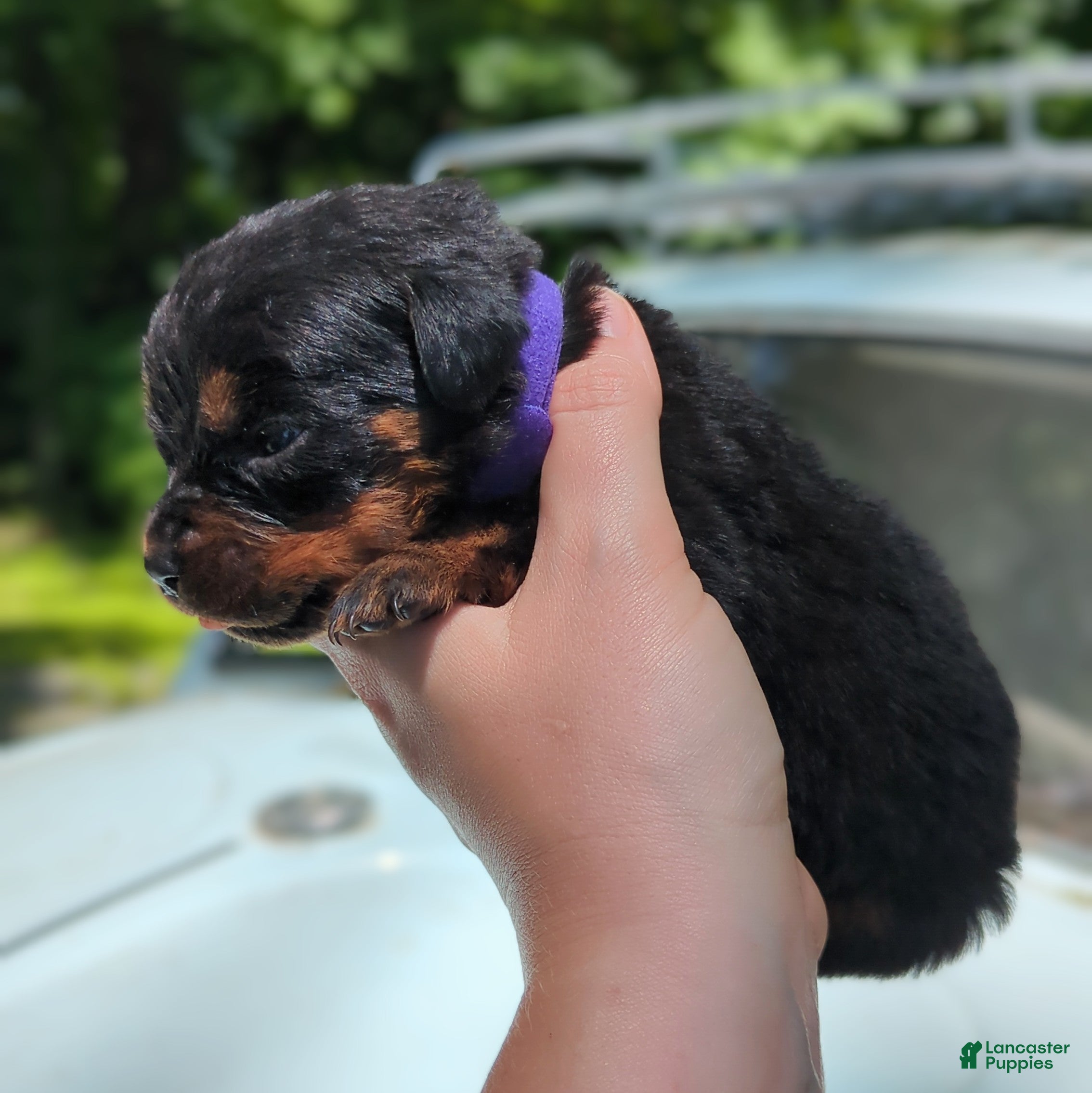 Rottweiler dogs for sale: Tunderbird - Ad 1