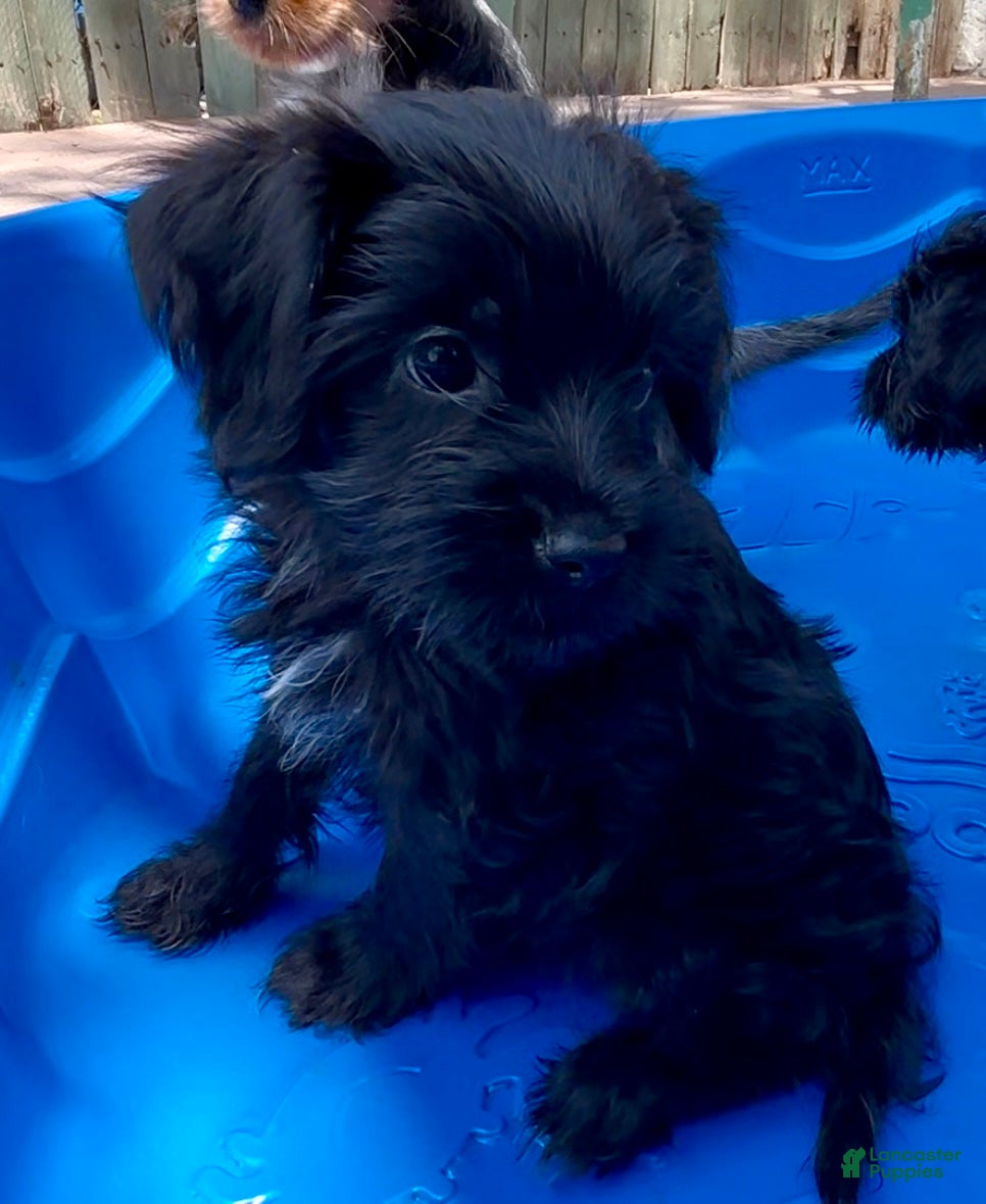 Shorkie dogs Shorkie 1 - Ad 1