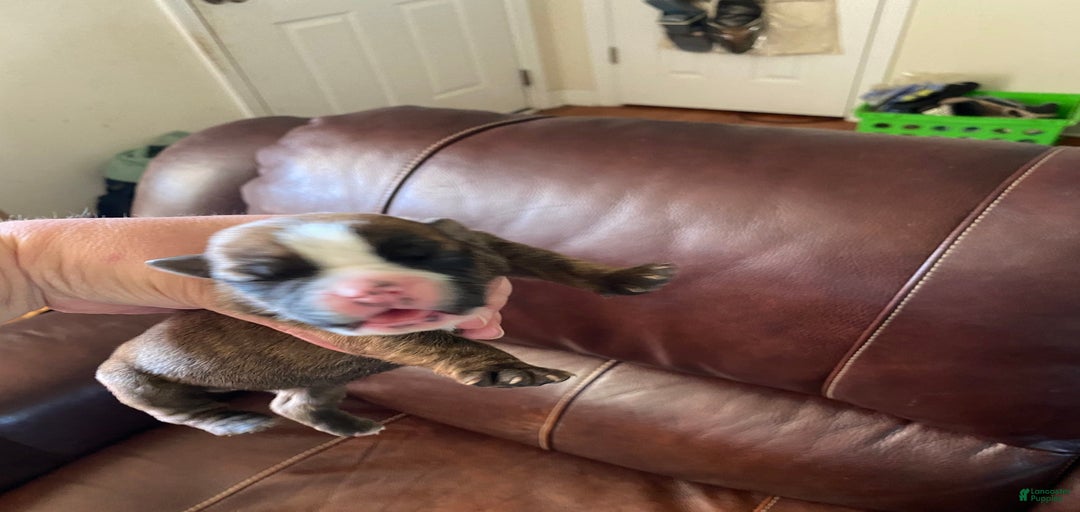 Gallery Image {{count}}