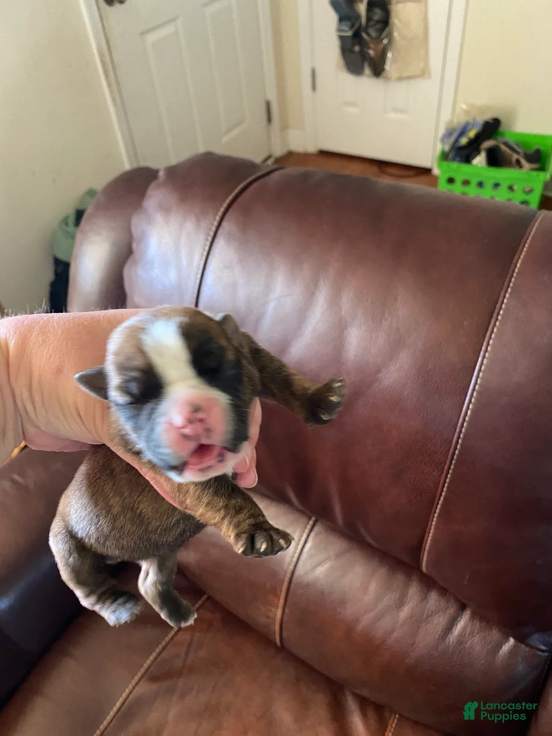 Gallery Image {{count}}