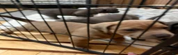 American Pit Bull Terrier dogs for sale: Pup 5 - Ad 5