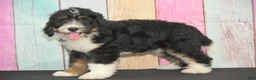 Bernedoodle dogs for sale: Bernedoodle 4 - Ad 2