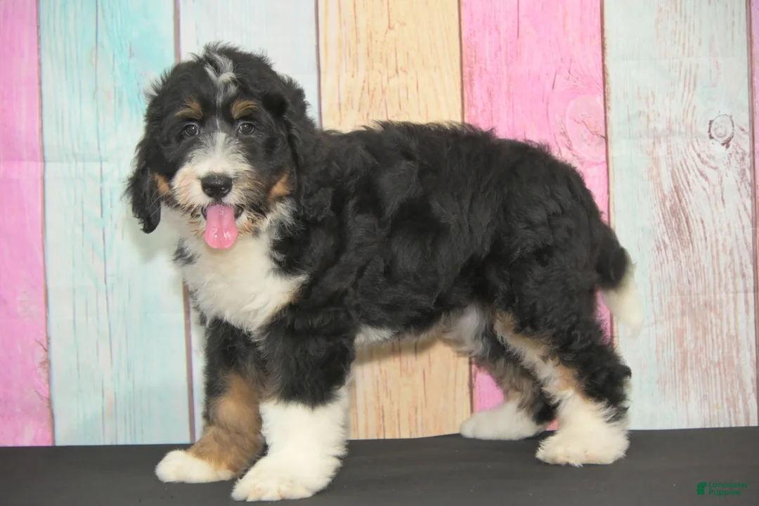 Bernedoodle dogs for sale: Bernedoodle 4 - Ad 2