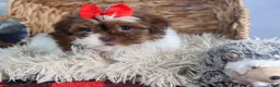Shih Tzu dogs for sale: FINN - Ad 8