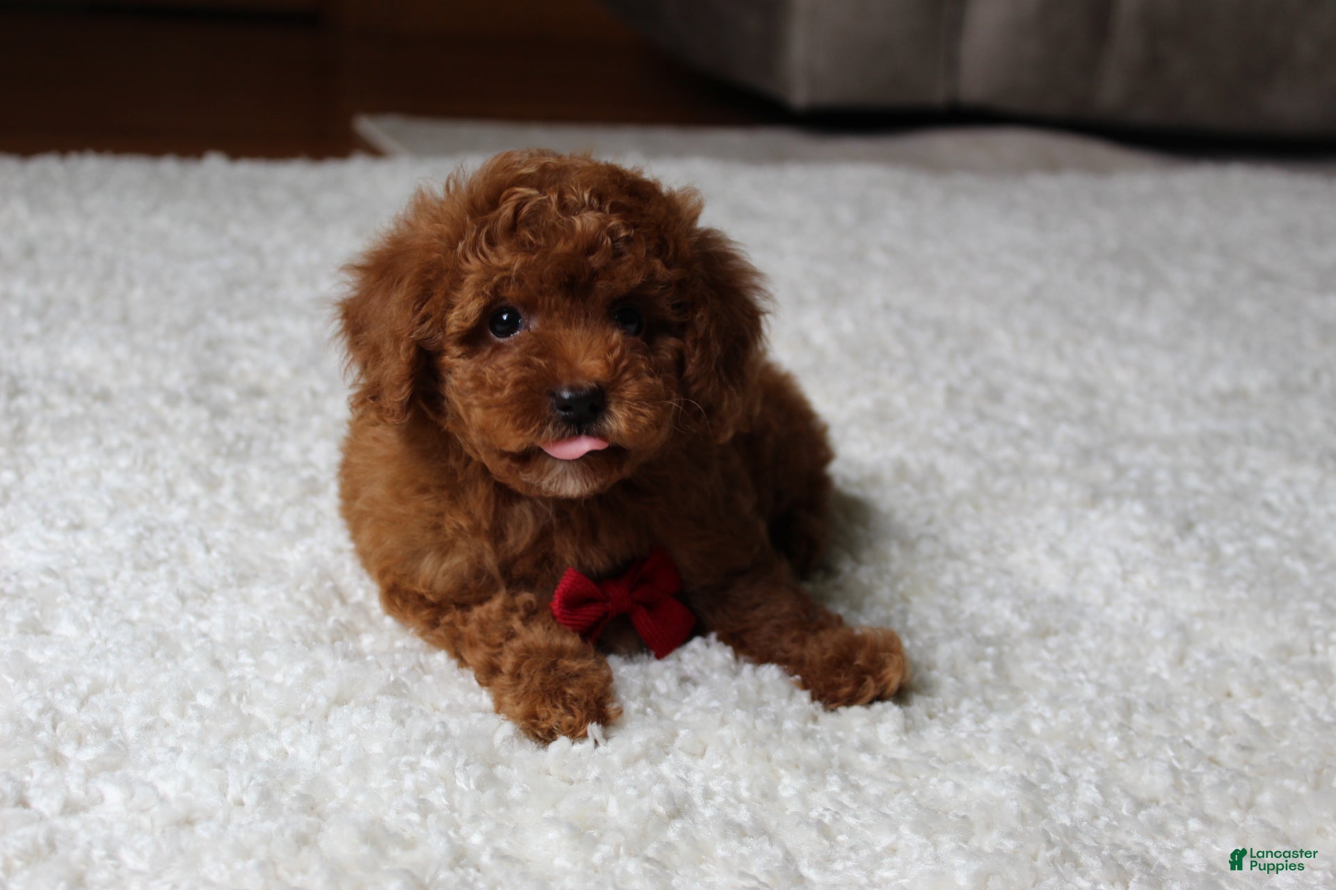 Toy Poodle dogs Maxwell - Ad 2