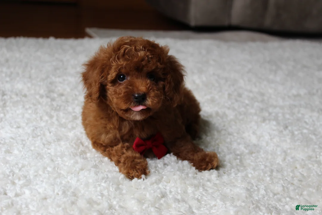 Toy Poodle dogs for sale: Maxwell - Ad 2