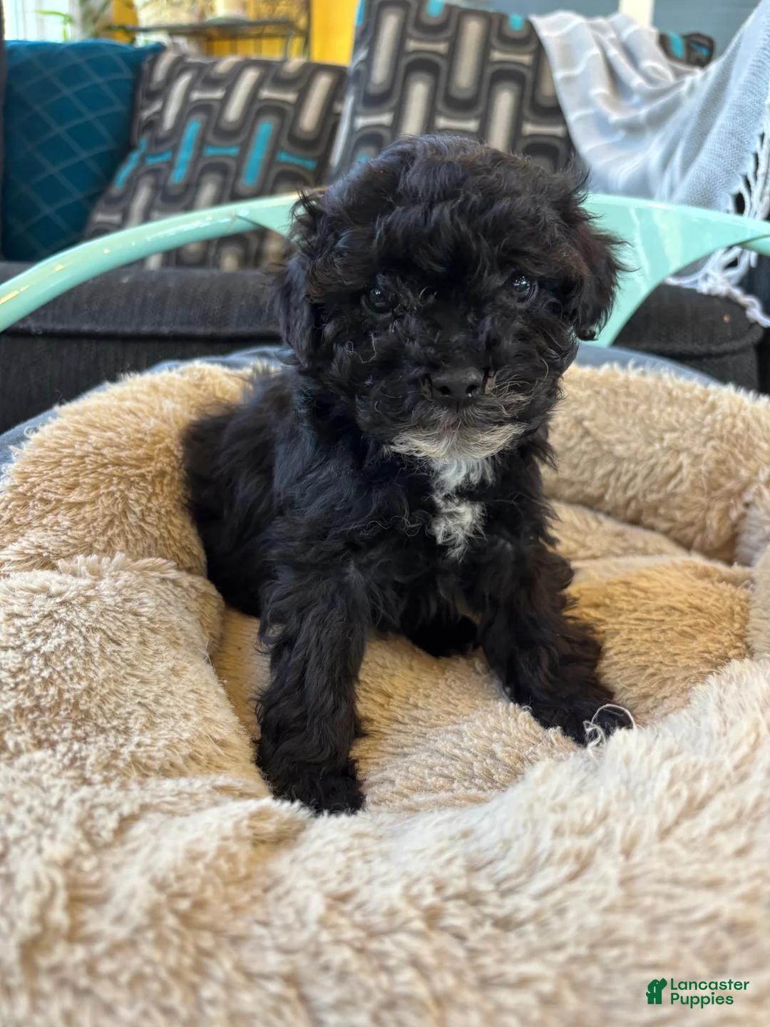 Cavapoo dogs for sale: Joey - Ad 2