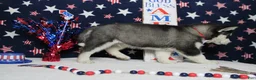 Siberian Husky dogs for sale: Storm  - Ad 5