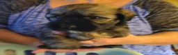 Havanese dogs for sale: Girl 1 - Ad 1