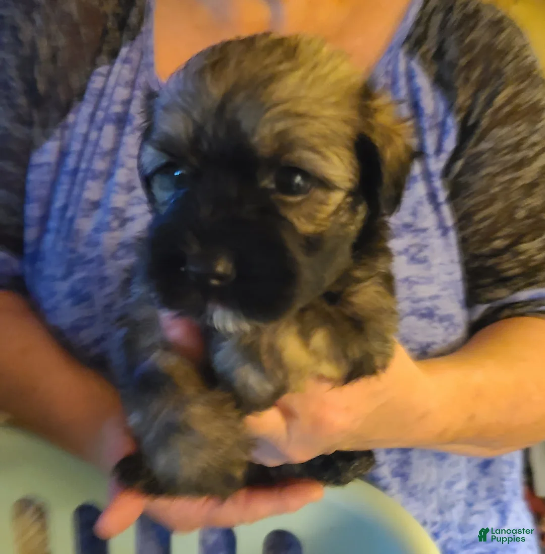 Havanese dogs for sale: Girl 1 - Ad 1
