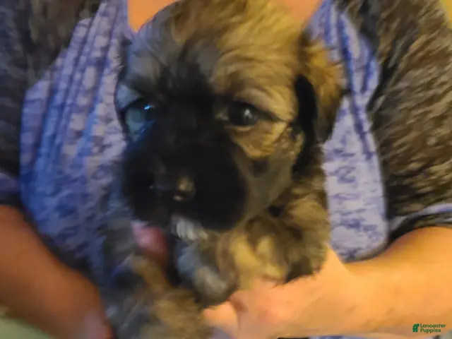 Havanese dogs for sale: Girl 1 - Ad 1