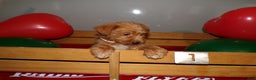 Pomapoo dogs for sale: Pomapoo Drew - Ad 3
