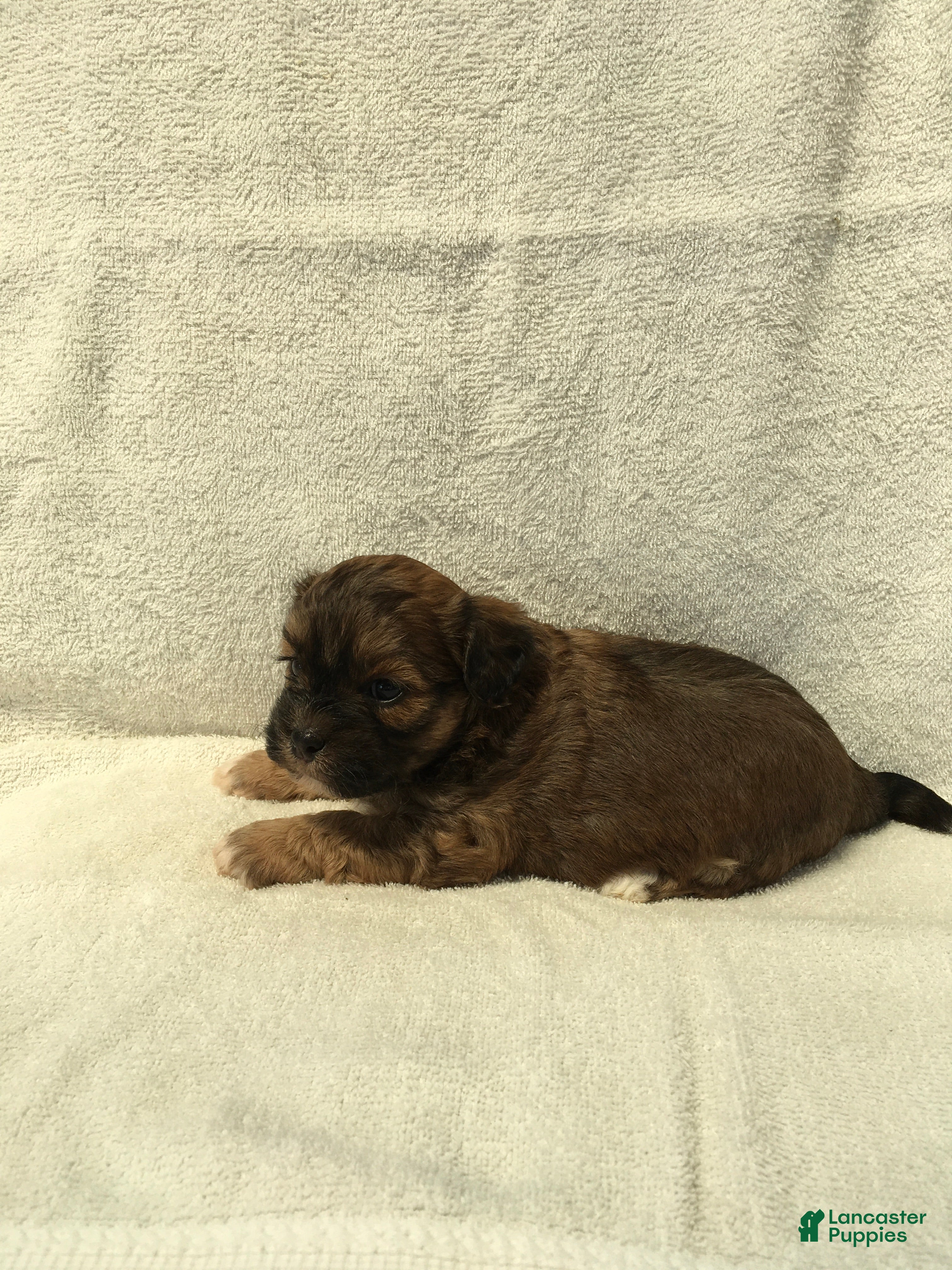 Shihpoo dogs Ruby - Ad 2