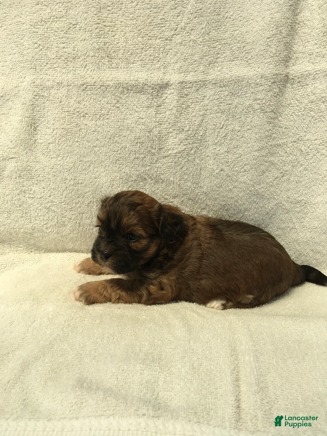 Shihpoo dogs for sale: Ruby - Ad 2