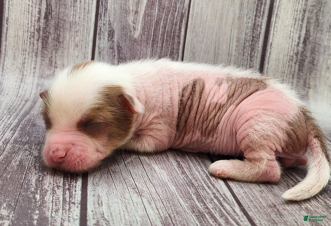 Mixed Breed dogs for sale: Miss Kitty - Ad 2