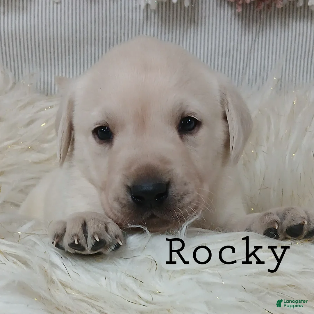 Labrador Retriever dogs for sale: Rocky - Ad 2