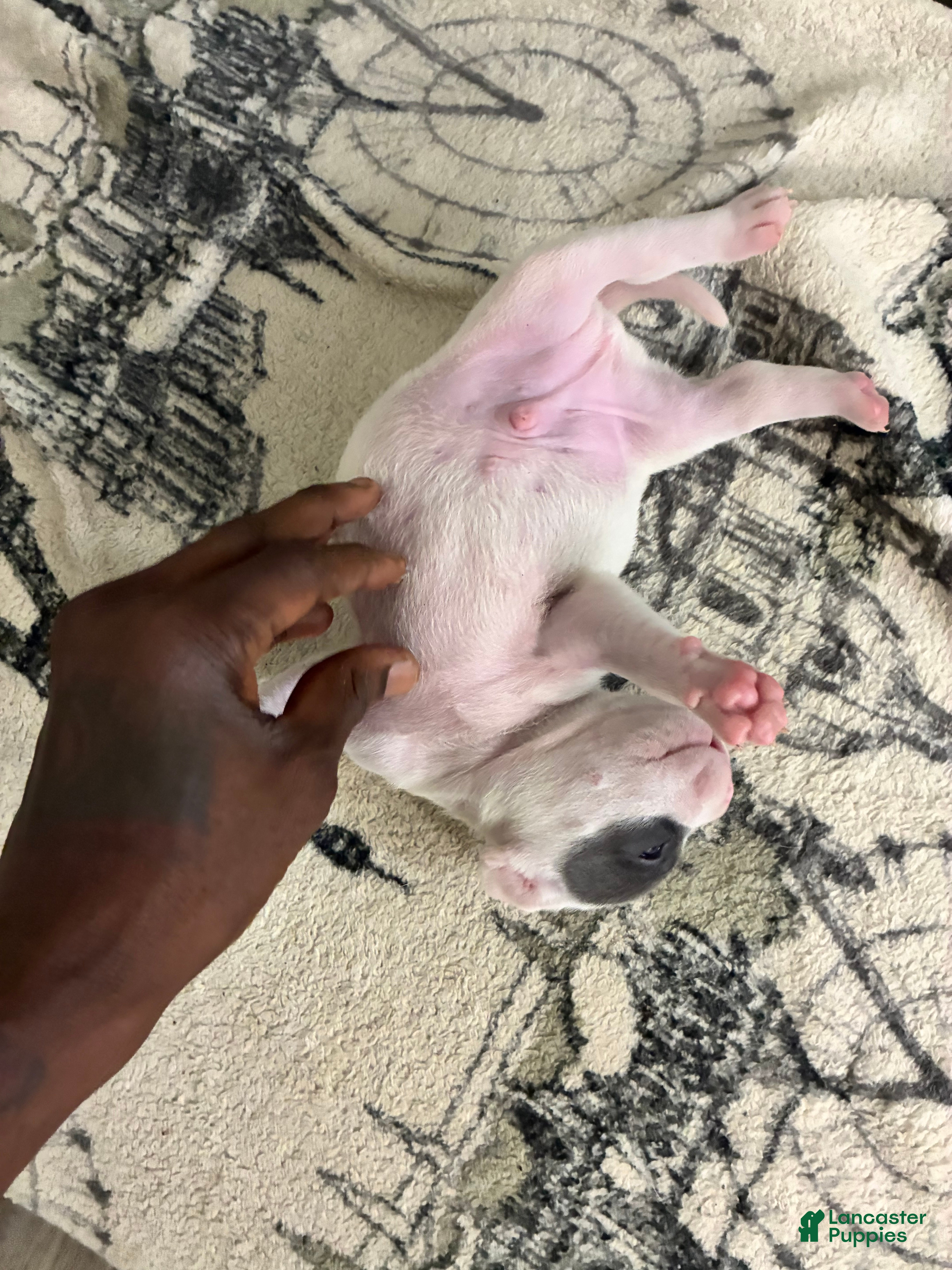 American Bully dogs for sale: American Bully 1 - Ad 10