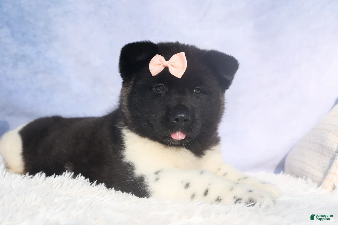 Akita dogs for sale: Olive - Ad 15