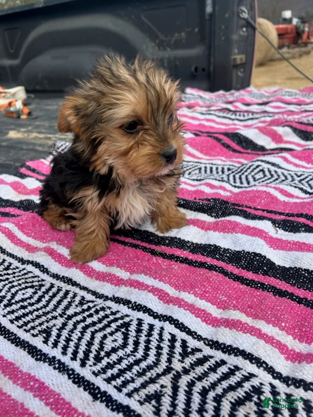 Morkie dogs for sale: Johnny - Ad 2