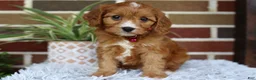 Cavapoo dogs for sale: Honey - Ad 5