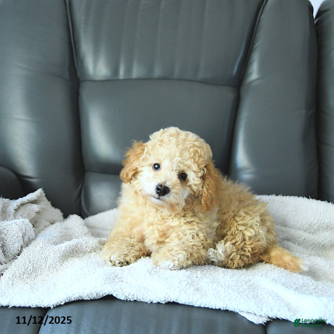 Havapoo dogs for sale: Prince EXTRA SMALL - Ad 5