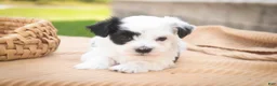 Havanese dogs for sale: Penny Havanese  - Ad 21