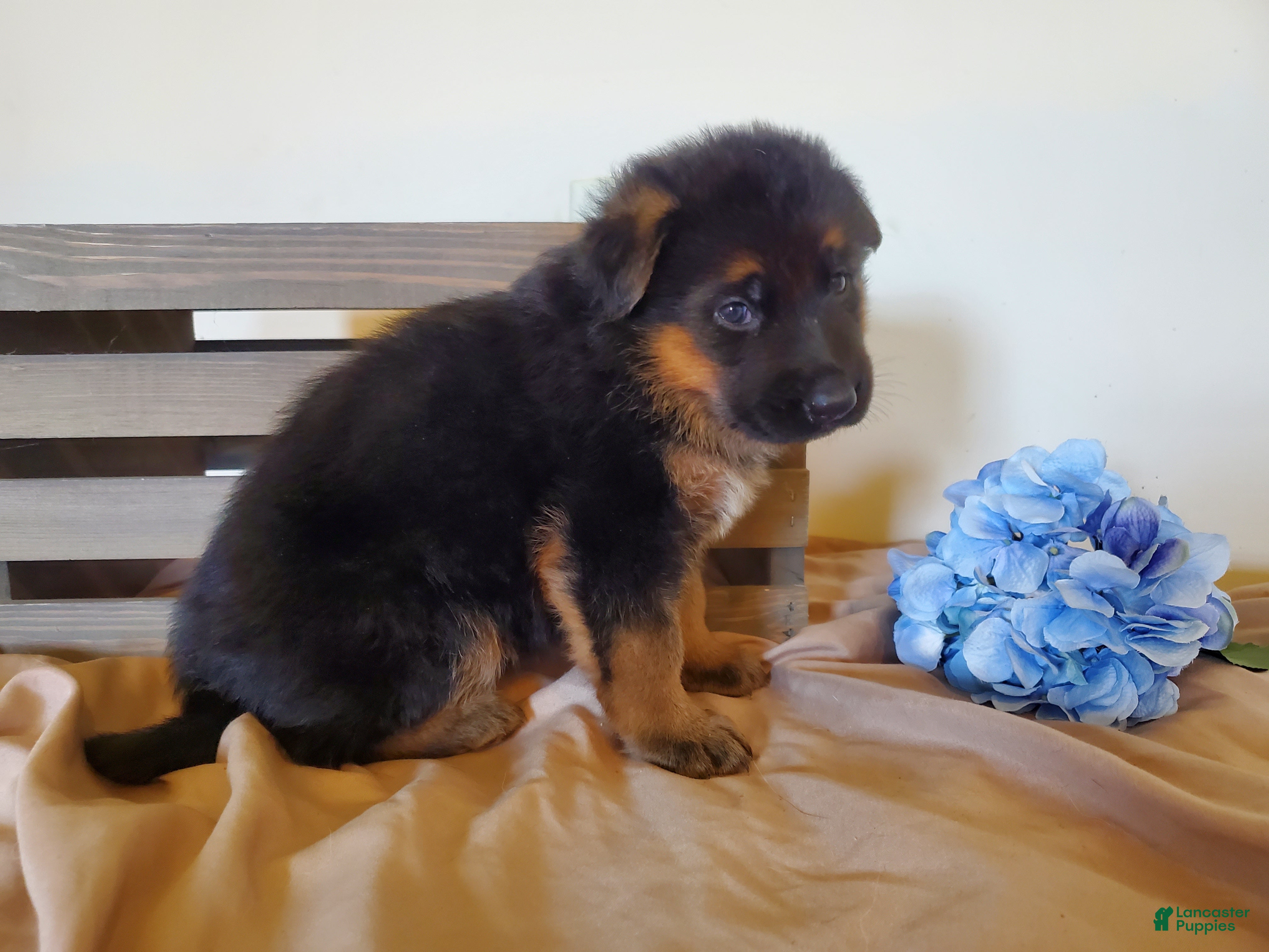 German Shepherd dogs Ginger - Ad 2