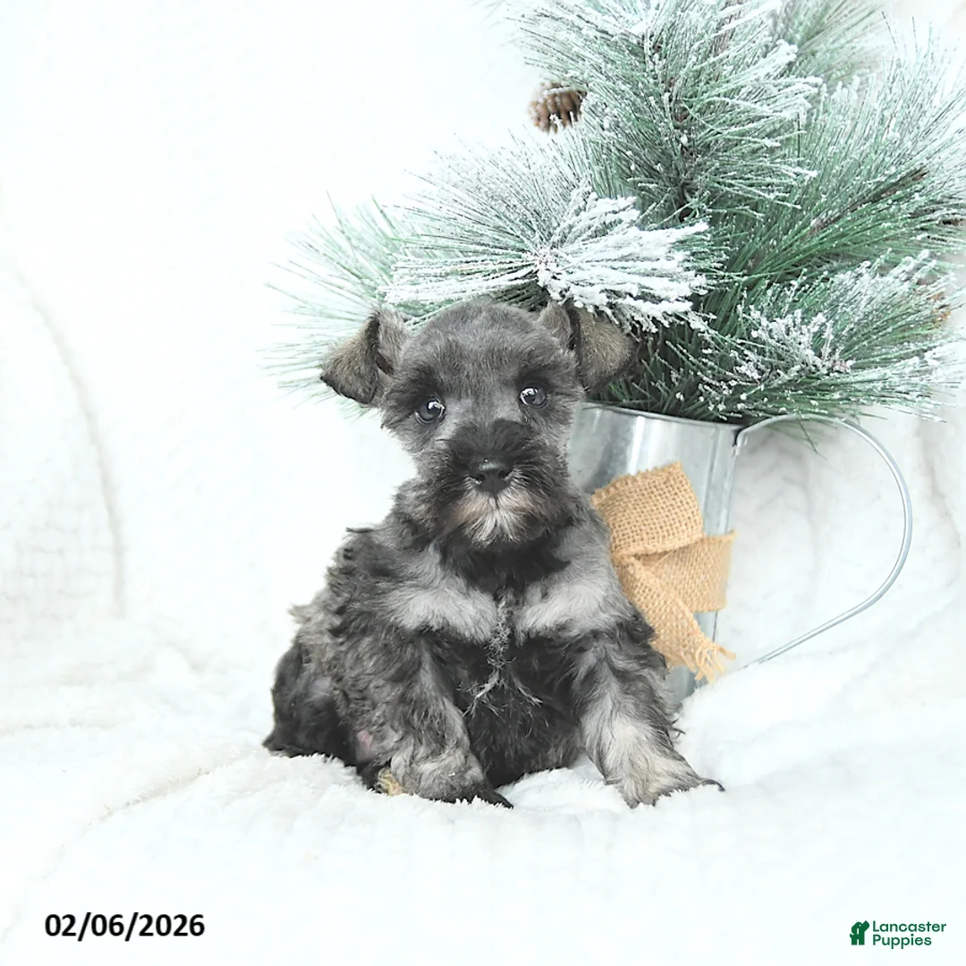 Miniature Schnauzer dogs for sale: Macy - Ad 4
