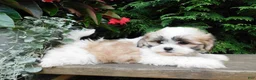 Teddy Bear dogs for sale: Violet  - Ad 3