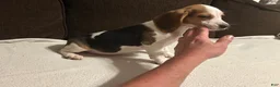 Beagle dogs for sale: Beagle 4 - Ad 3
