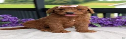 Goldendoodle dogs for sale: Miss Emmie - Ad 20